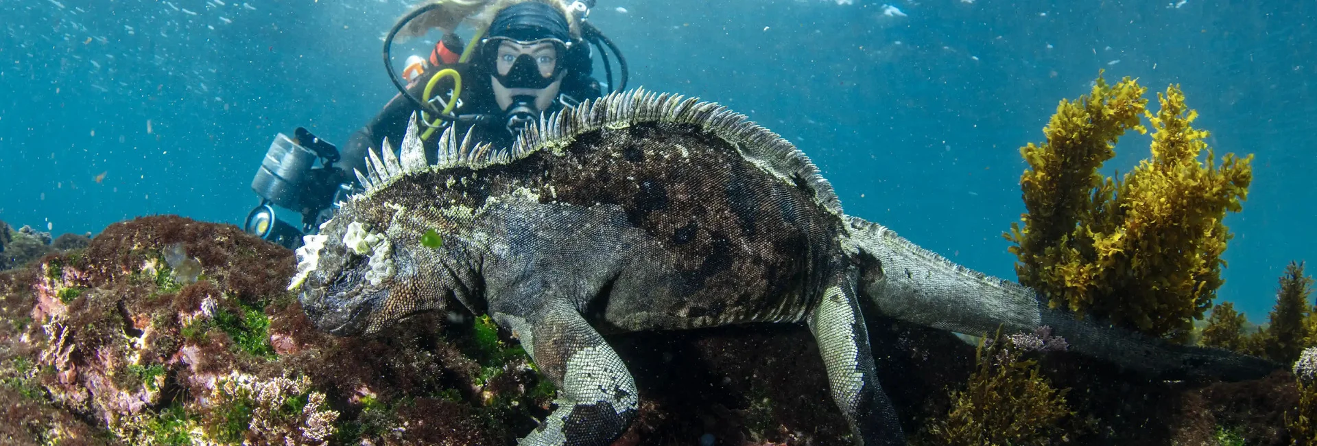 Diver observing an iguana