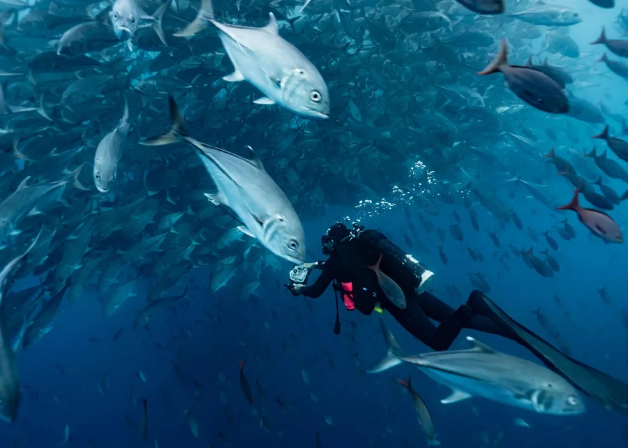 Diver photographing fish