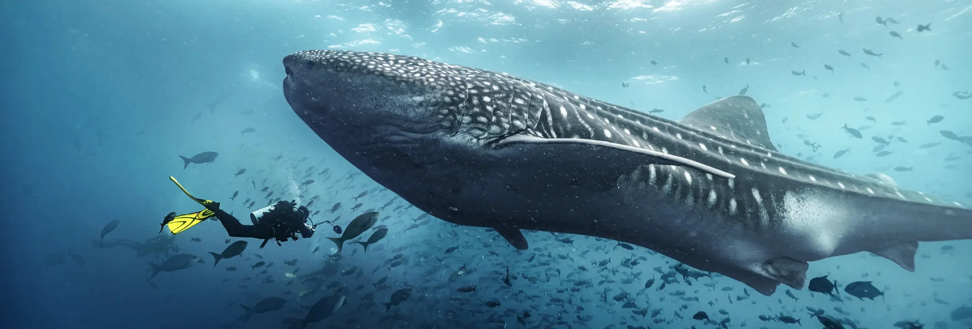 Diver swimming alongside a whale shark