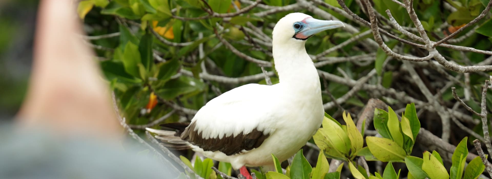 Wildlife Galapagos Ilsnad - Blue footed boobie